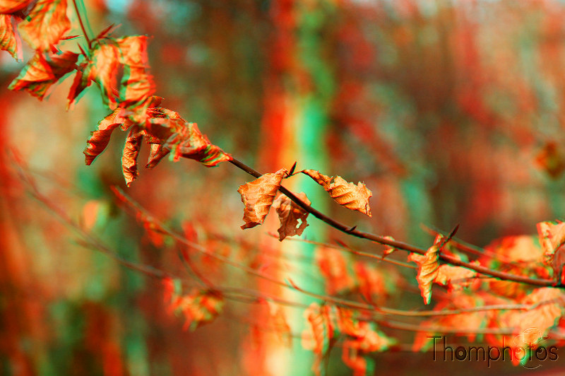 3D anaglyphe lunette rouge bleu cyan forêt macro feu orange rouge arbre branche jaune feuilles mortes sèches automne doré