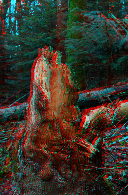 3D anaglyphe lunette rouge bleu cyan forêt tronc arbre abattu mort arraché violent tempête vent aubier racine