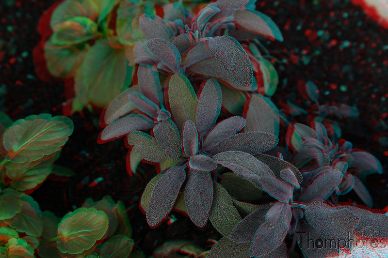 3D anaglyphe lunette rouge bleu cyan feuilles mauves duveteuses vertes