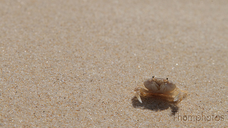 Crabe nature sable