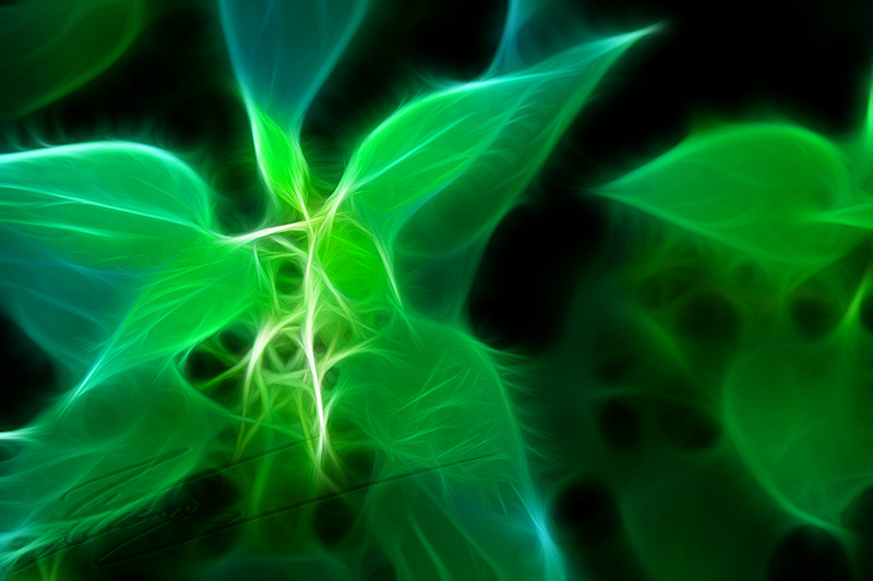 divers traitement gimp photoshop photo image peinture électrique fractalius rodilius fractales dessin ortie mentholée menthe verte bleue plante