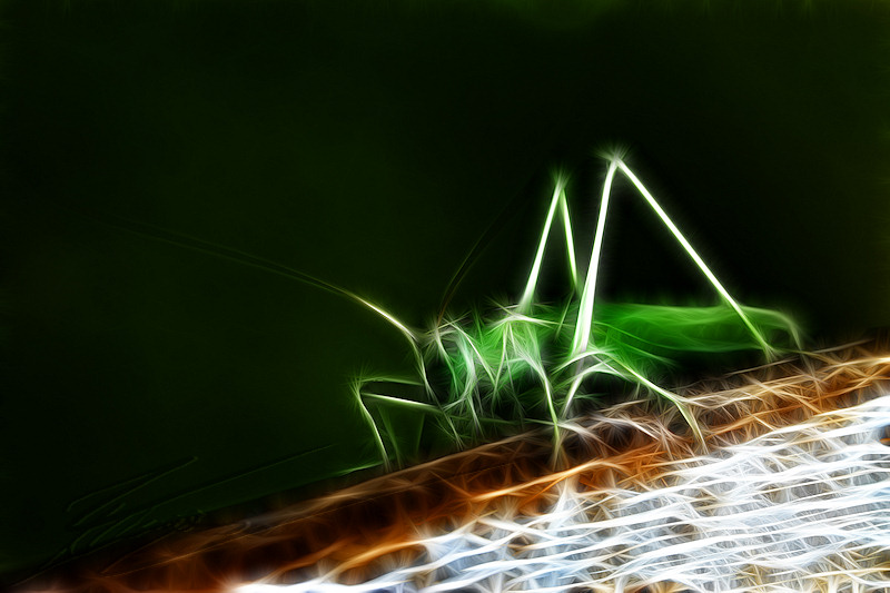 divers traitement gimp photoshop photo image peinture électrique fractalius rodilius fractales dessin sauterelle insecte verte grosse grande géante animal