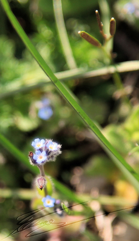 fleur bleue nature myosotis