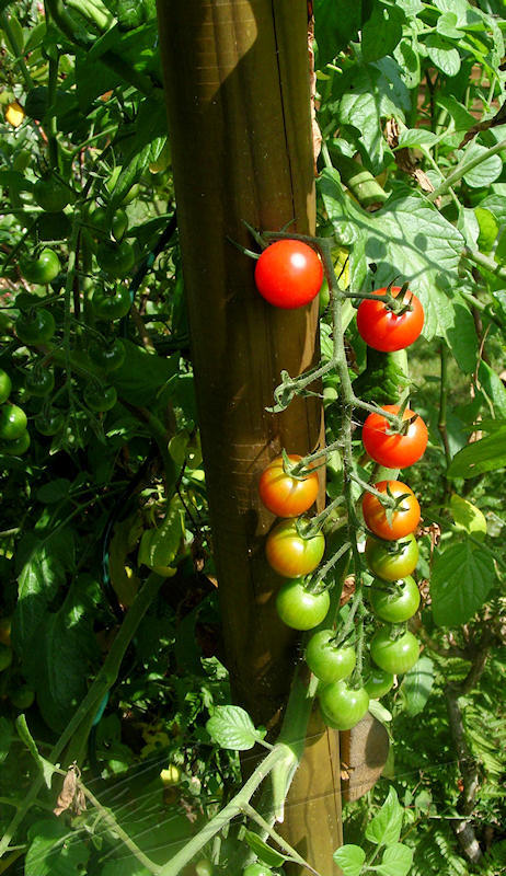 fruit legume nature tomate cerise été
