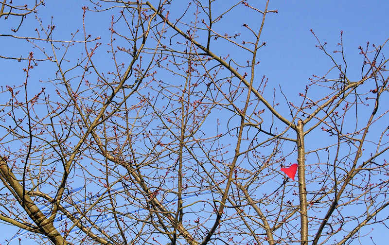 fleur rouge nature branche love