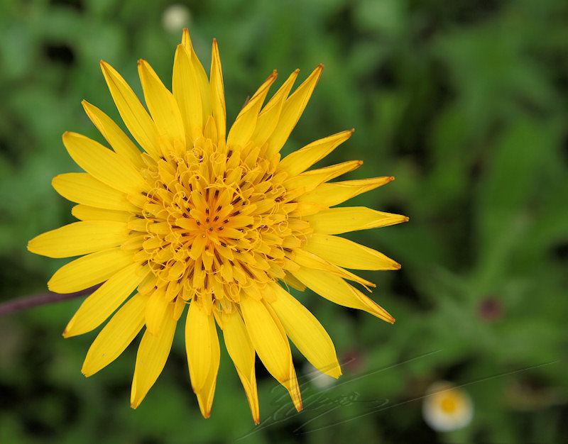 fleur jaune nature salsifi des prés