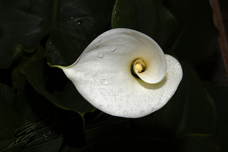 fleur blanche nature spirale