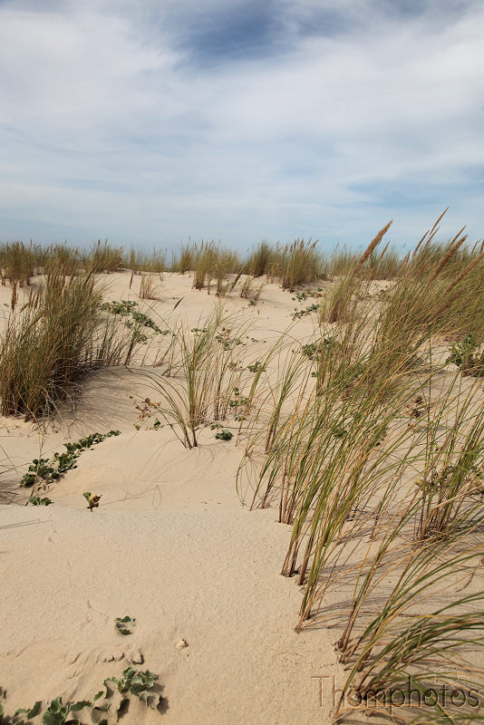 sable vie plage plante sèche herbe