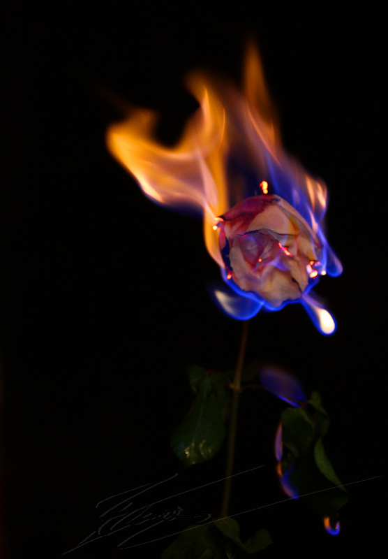 pyrotechnie pyro feu flamme explosion fire fleur flamboyante macro rose branche fond noir orange rouge bleu alcool essence brûle amour incendie passion