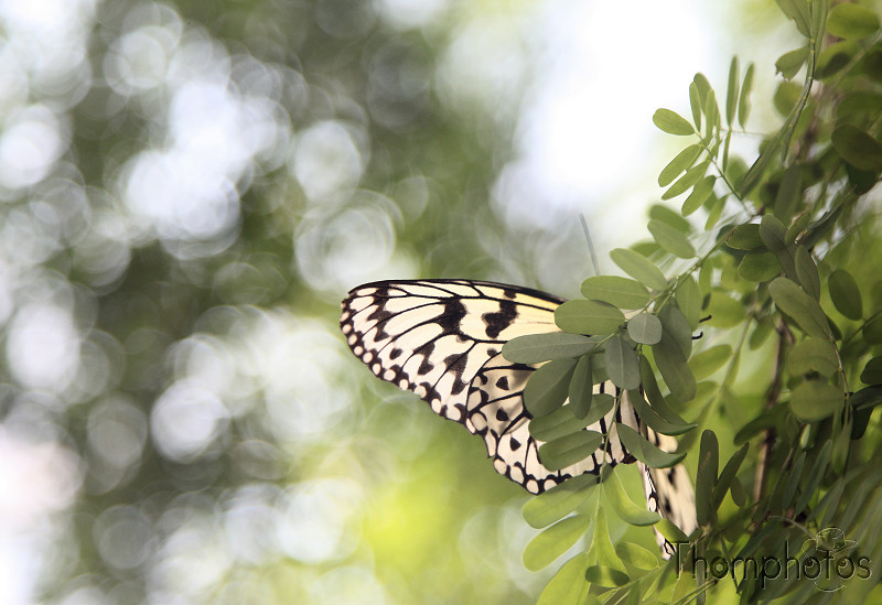 reportage 2010 suisse chiètre kerzers papillorama papillon butterfly leuconoe blanc noir white black macro animal