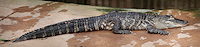 reportage bretagne 2011 crocodile alligatore alligator bay zoo panoramique nil floride