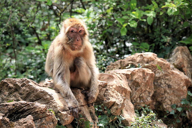 reportage 2011 france rocamadour forêt des singes doyenne femelle 30 ans gourmande monkey forest