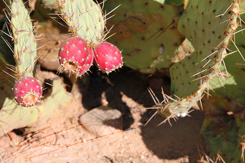 reportage 2013 usa USA Amérique america murika US phoenix arizona désert cactus saguaro géant western roche rouge orange jaune ocre sable piquant tronc fruits rouge graines