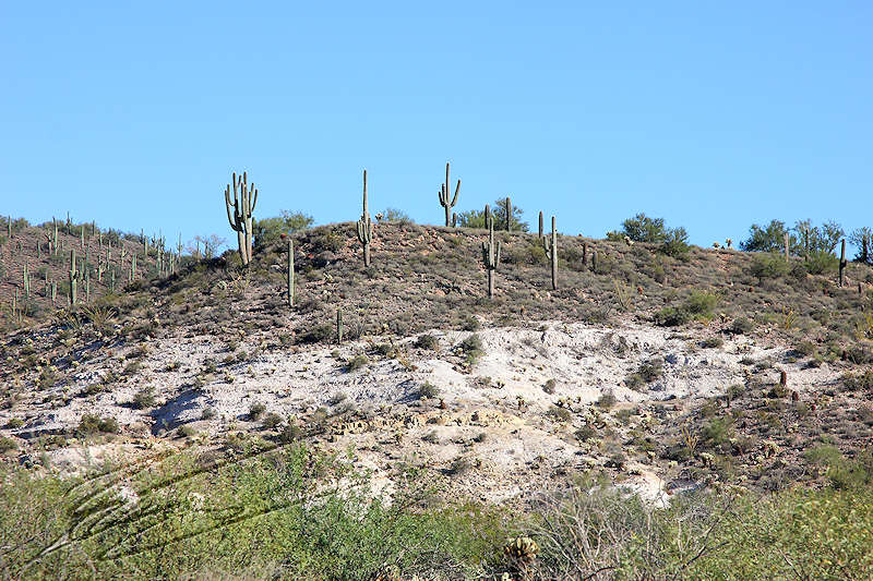 reportage 2013 usa USA Amérique america murika US phoenix arizona désert cactus saguaro géant western roche rouge orange jaune ocre sable piquant tronc