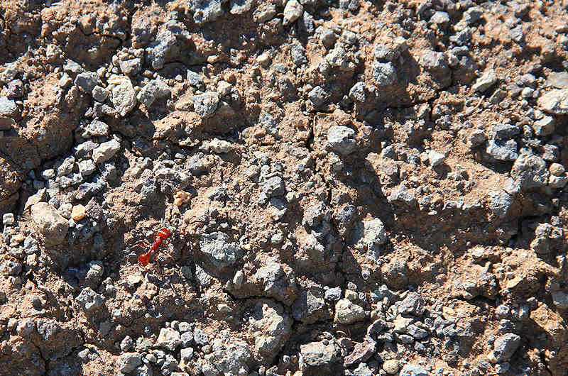 reportage 2013 usa USA Amérique america murika US arizona désert western roche rouge orange jaune ocre sable macro fourmis rouge moissonneuse red harvester ants Pogonomyrmex barbatus