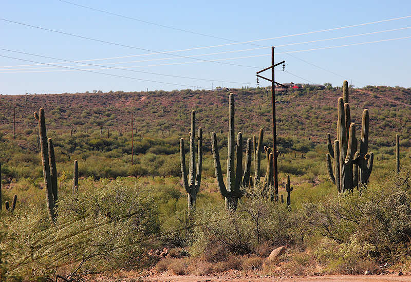 reportage 2013 usa USA Amérique america murika US phoenix arizona désert cactus saguaro géant western roche rouge orange jaune ocre sable piquant tronc