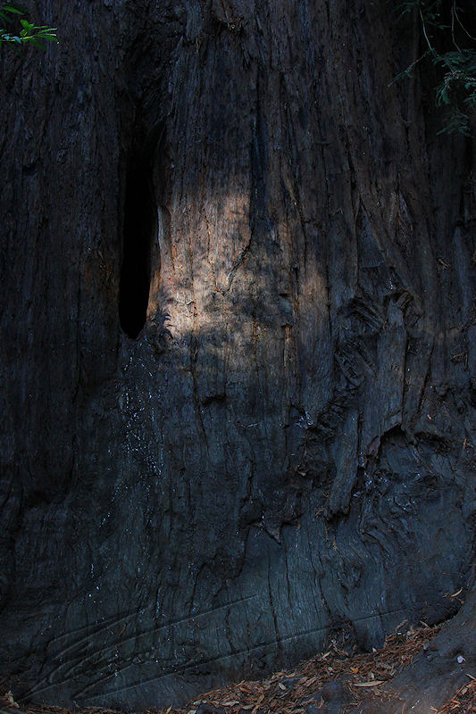 reportage 2013 usa USA Amérique america murika US californie santa cruz Henry Cowell Redwood State Park parc séquoïas arbres trees géants giants bois wood