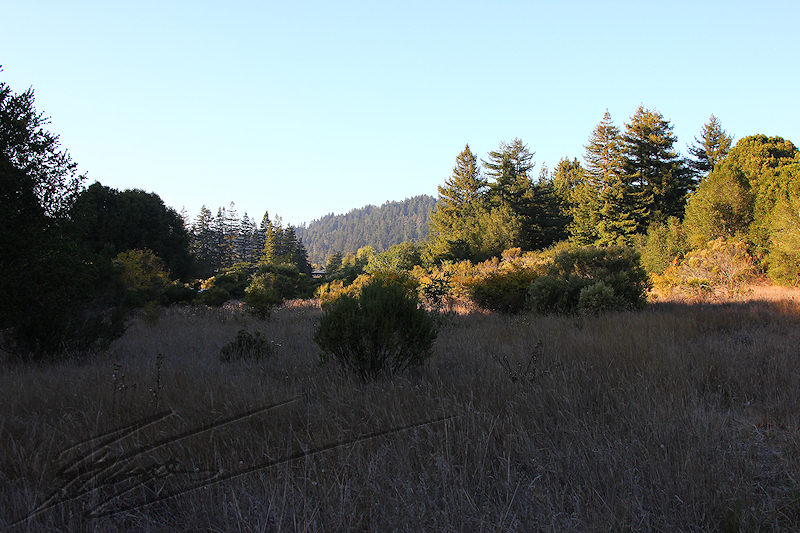reportage 2013 usa USA Amérique america murika US californie santa cruz Henry Cowell Redwood State Park parc séquoïas arbres trees géants giants bois wood prairie plain plaine
