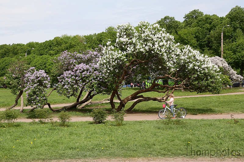 reportage photo 2018 russie saint petersbourg petrograd parc park champs de mars lila lilacs arbre tree