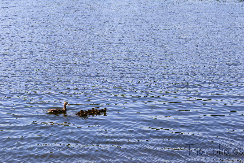 reportage photo 2018 russie saint petersbourg petrograd parc lac lake plan d'eau bleu water blue canard duck famille family coin animal