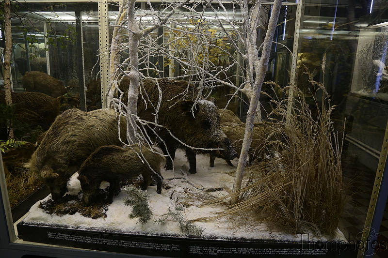 reportage photo 2018 russie saint petersbourg petrograd musée zoologique museum animal mammifère sanglier hog
