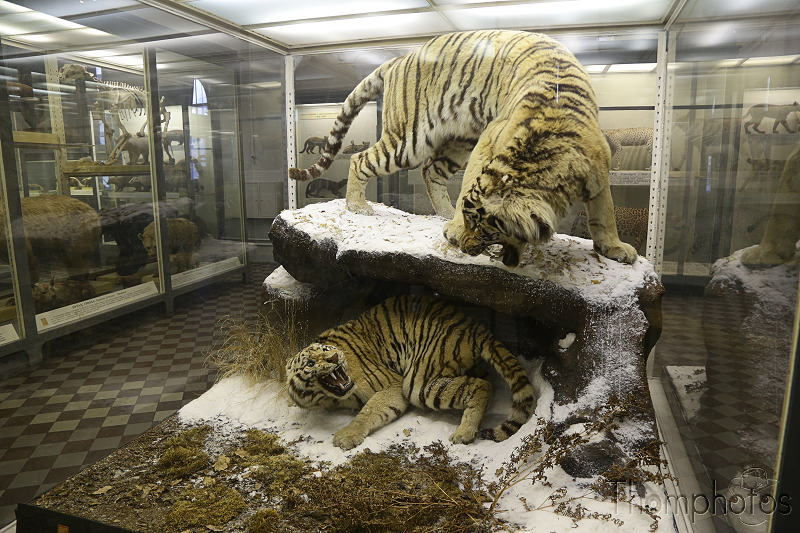 reportage photo 2018 russie saint petersbourg petrograd musée zoologique museum animal mammifère tigre blanc sibérie