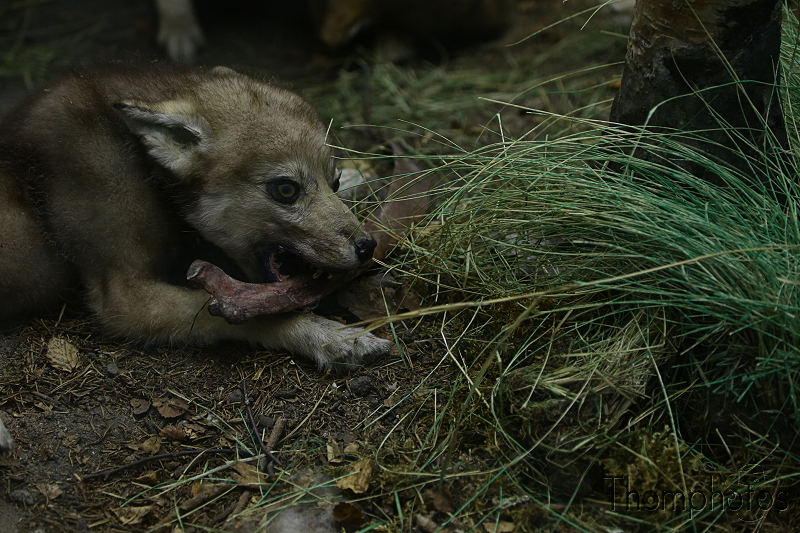 reportage photo 2018 russie saint petersbourg petrograd musée zoologique museum animal mammifère loup wolf