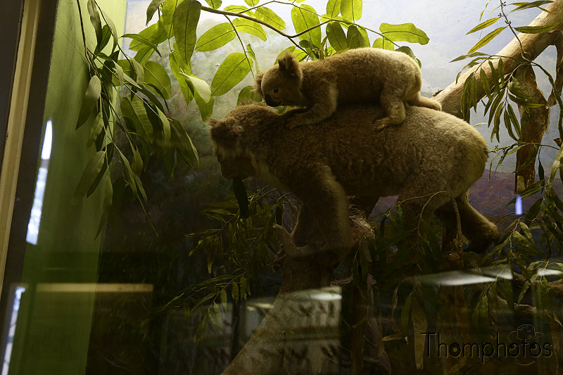reportage photo 2018 russie saint petersbourg petrograd musée zoologique museum animal mammifère koala