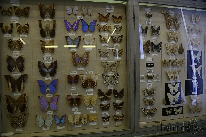 reportage photo 2018 russie saint petersbourg petrograd musée zoologique museum papillon butterfly insecte