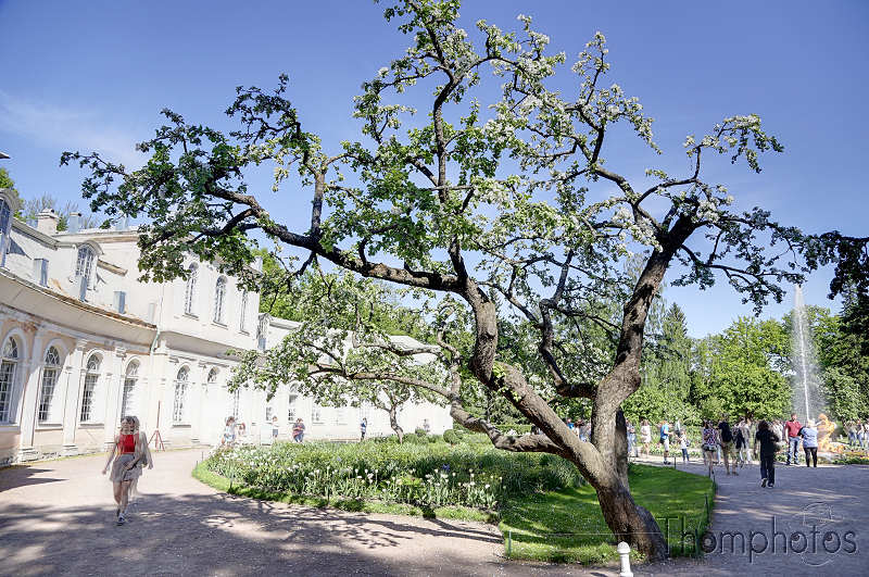 reportage photo 2018 russie saint petersbourg petrograd architecture peterhof pierre le grand palais palace parc jardin garden arbre tree