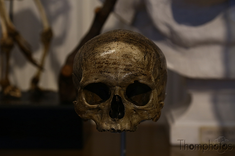 reportage photo été 2021 france eurodisney mickey paris disney disneyland musée de l'Homme crâne rené descartes skull