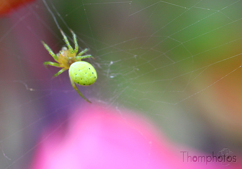 nature animal araignée spider 8 pattes hautes en couleur thomise verte arachnée macro