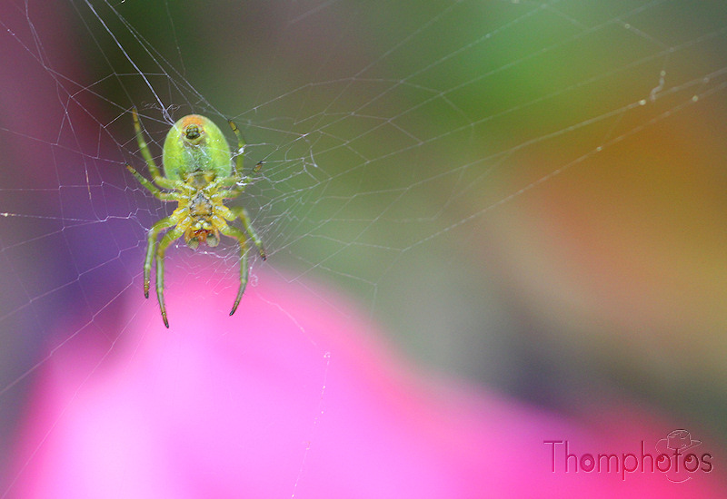 nature animal araignée spider 8 pattes hautes en couleur thomise verte arachnée macro