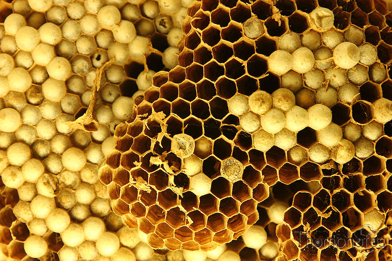 nature animal insecte social sociable abeille jaune orange et noir rayures ruche rayons miel maison habitat