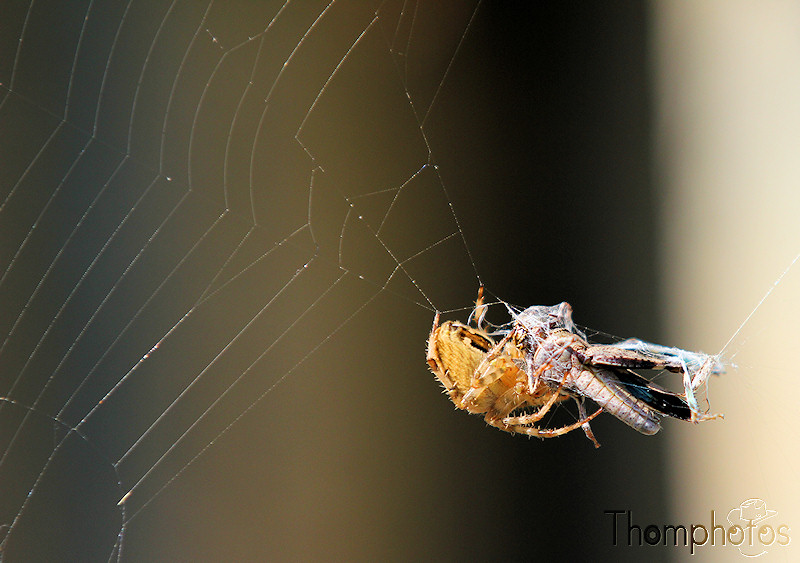 nature animal araignée arachnide manger repas toile sauterelle dévorer