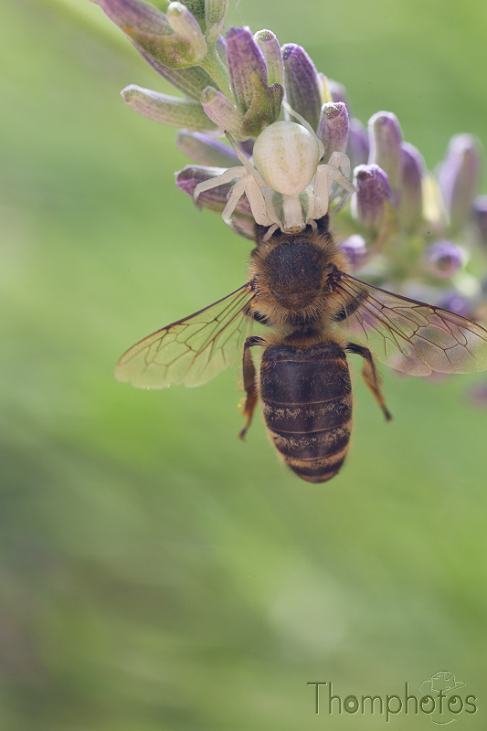 nature animal insecte printemps fleur lavande abeille bee miel honey butiner araignée chasse proie spider prey eat manger