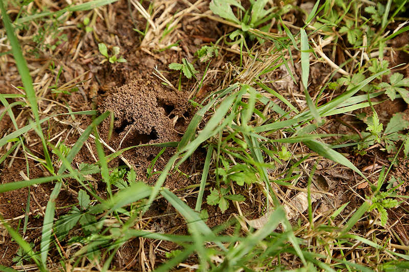 nature animal fourmis fourmilières ant bernard werber house of ants rouge red rousses redhead forêt forest feuille arbre tree leaf nature insect insecte myrmicéen