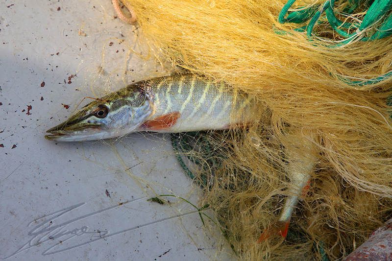nature animal poisson carnassier brochet brocheton flanc vert et argent gueule pointue 30cm torp jeune remise à l'eau