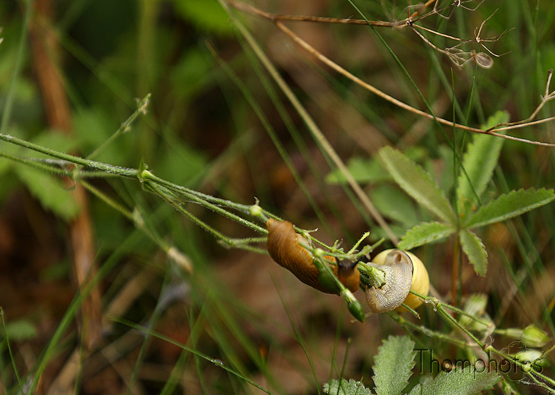 nature animal escargot snail cagouille petit gris gros gris de bourgogne jaune strié gastéropode jardin pluie humide bave