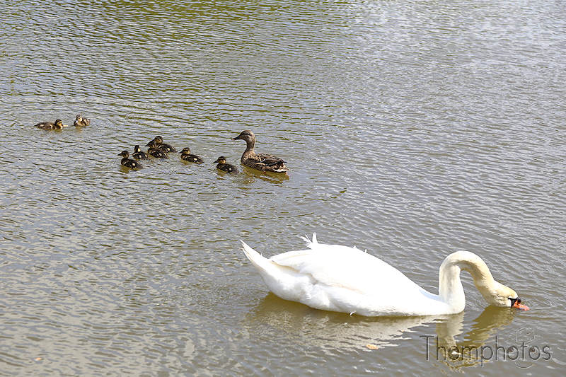 nature animal canard caneton coin duck donald cygne oiseau aquatique eau water pond étang maman petits enfants jeunes child mother