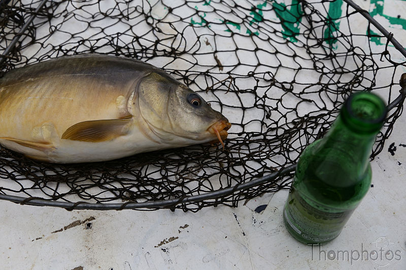nature animal poisson fish pêche étang fishing rod canne à pêche carpe filet épuisette bière beer
