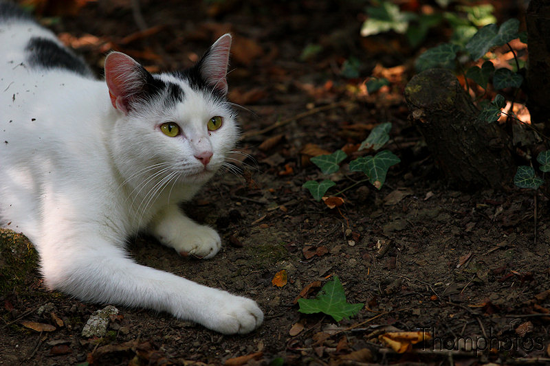 nature animal chat blanc et noir félix yeux jaunes félin allongé campagne forêt