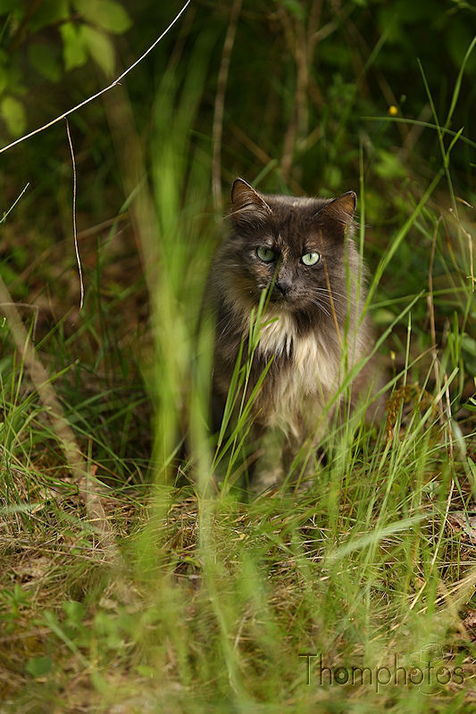 nature animal chat cat sauvage genève la plaine herbes grass