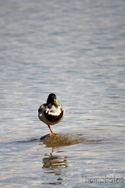nature animal oiseau monsieur coin coin coincoin canard colvert mâle un pied patte monopode équilibre rocher eau lac léman genève