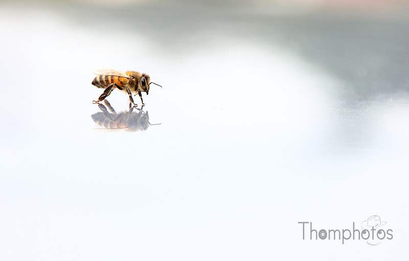 nature animal insecte social sociable abeille mirroir reflet toit de voiture jaune orange et noir rayures
