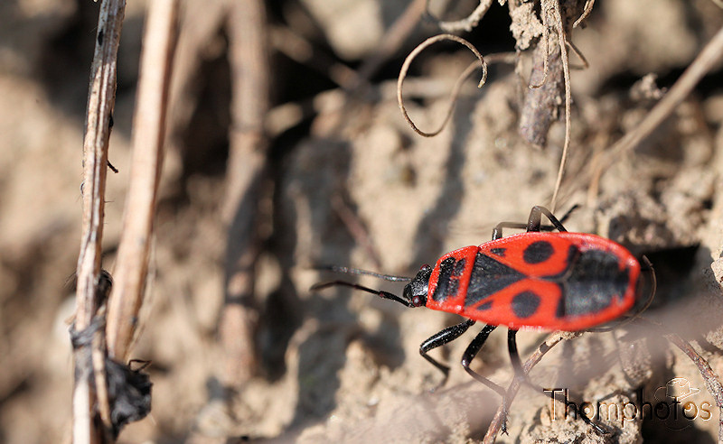 nature animal insecte gendarme rouge noir éclaireur macro