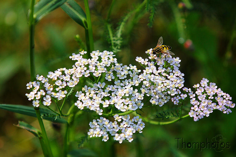nature animal fausse abeille mouche rayée jaune noir butine fleur blanche achillée millefeuille