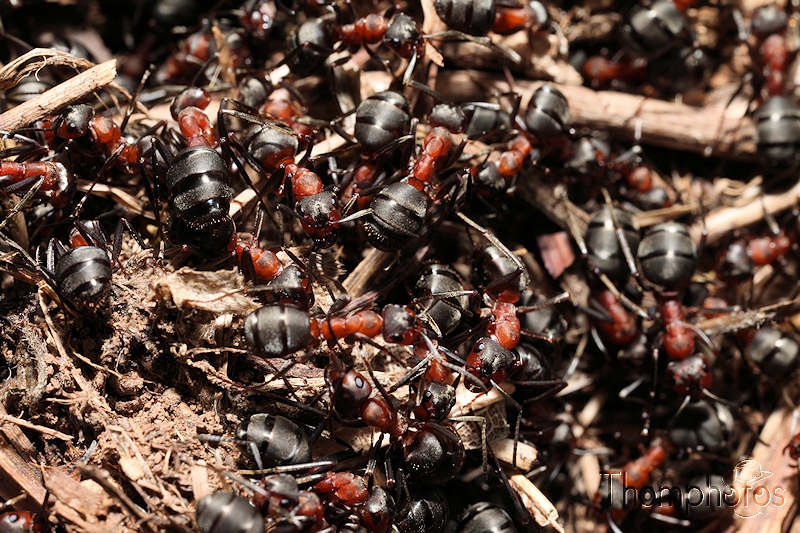 nature animal macro fourmis rousse formica rufa myrmécéenne myrmécophile myrmécophage fourmilliaire