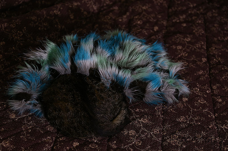 animal chat cat fripouille pouill'pouille pouille mimi sauvage brive la gaillarde joueur jouet peluche poils bleus blue hair
