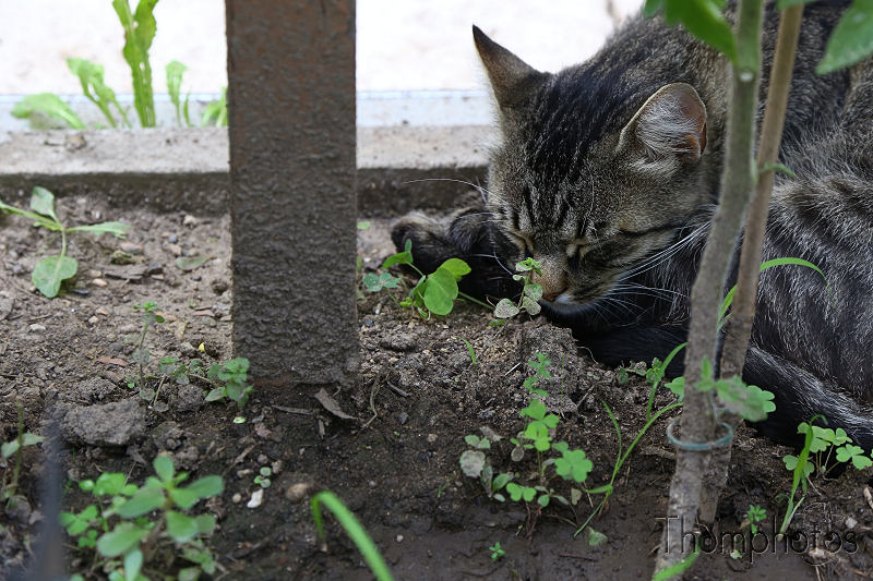 animal chat cat fripouille pouill'pouille pouille mimi sauvage brive la gaillarde repos dodo sleep sommeil jardin garden été summer tomate